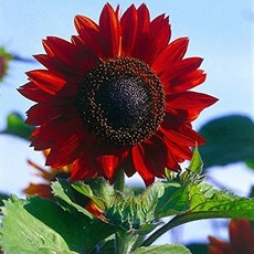 해바라기 12종 씨앗 품종별 선택구매, 1개, 물랑루즈 10립