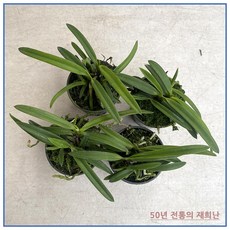 [재희난]소엽풍란4개, 4개