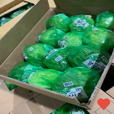국내산 양상추 국내재배 새벽경매, 500g, 1개, 새벽경매 양상추 1알