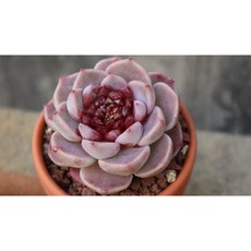 묵은 레드벨벳 분째배송 반려식물 플랜테리어 미인 희귀 다육이