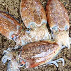 국내산 군산 활 갑오징어 생물, 1개, 1kg (2-4미 내외)