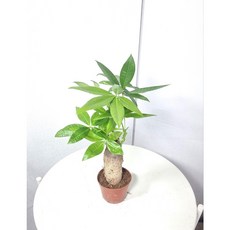 서비내 파키라 외목대 인테리어 키우기쉬운식물 공기정화식물 반려식물, 1개