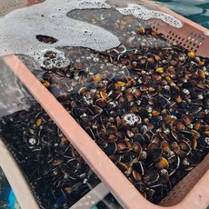 [1급수] 국내 자연산 생재첩, 1개, 500g+500g