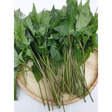 쌈당귀 1kg 당귀잎 쌈 당기 나물 생당귀, 1개