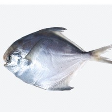 국내산 반건조 병어 대1마리 27cm 전후, 1개
