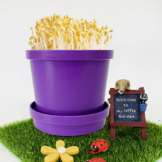 때깔좋은집 콩나물키우기 초간단 새싹 기르기 탁상용 재배기 1인 체험 키트 (관찰일지 증정), 1세트