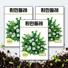 흰민들레 씨앗 종자 100립, 3개