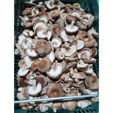 [서산여미표고]표고버섯 가정용 못난이 실속형 파지, 1개, 2kg