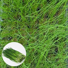 [오감] 부추 모종 봄 가을 채소 묘종, 2개