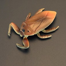 물장군 수서 노린재목 곤충 동물 모형 피규어 길이 7cm, 브라운, 1개