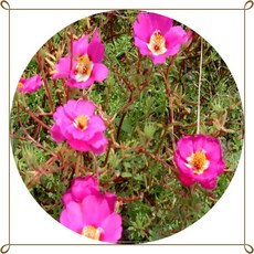 채송화/rose moss/토종채송화/봄철화단/6포트1세트/초화/꽃모종/플랜테리어/판매시기확인