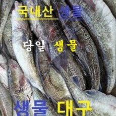 (쌍다리상회) 오늘생물 생대구 1-4마리 2kg이상 생물, 1개, 생물 생대구 통마리 2kg이상 5-6인분