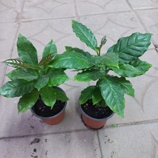 커피나무2개묶음