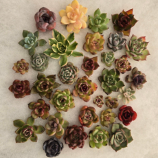 메가팜 뿌리없는 미니 다육이 농장직영 특가판매, 5개, 랜덤 미니다육