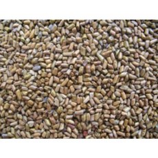 SC1 결명자 600g, 1개