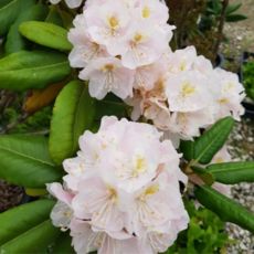 울릉도 만병초 (9cm) 우리나라 토종 만병초 묘목 모종 강인한 생명력 청정 울릉도 고산식물