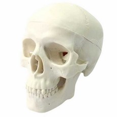 두개골 모형 해골 해부 해부학 모형도 뼈 골격 사람, 미니해골모델ETG001, 1개