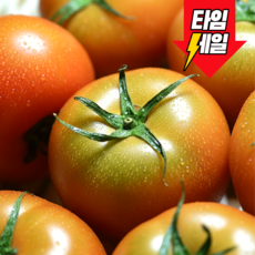 [산지직송] 당일수확 고당도 대저토마토 짭짤이, 1개, 1kg