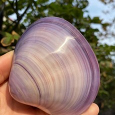 天然紫色貝殼 8-9公分 雙面紫蛤 擺件, 1個, 單麵一片裝