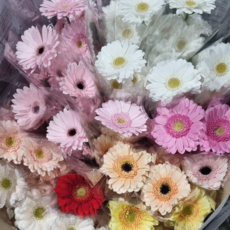 (설레임꽃) 거베라 한단 10송이 색상랜덤 농장직송, 1개, 랜덤