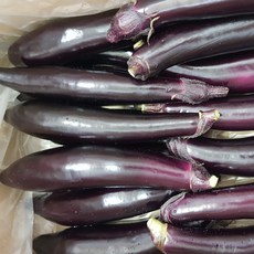 당일재배 국내산 가지 정품, 1박스, 2kg