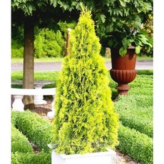 남림원예종묘 골든스마라그 털이묘 황금빛 에메랄드그린