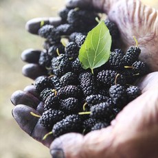 전남 영광 햇 오디 오디생과 뽕나무 열매 급냉 냉동포장 5kg 오디의 효능, 영광 햇오디 5kg, 1개