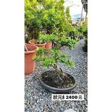 霏霏園藝火辣木狀元紅木鳥最愛植物四季常青數量有限, 1個