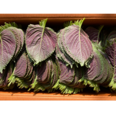 경산하양 찹찹이깻잎 전문농장 당일수확 산지배송, 업소용찹찹이 잎바라1kg, 1개