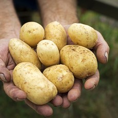 지금수확중 26년 수미 햇 감자 2kg 3kg 5kg 10kg 간식 수미감자, 햇감자 3kg (중), 1개