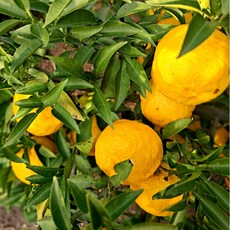 금메달농수산 전남 고흥 해풍 생유자, 1개, 정품 5kg 소과