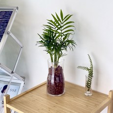 화병포함 수경식물 세트 영양제증정 이벤트할인특가