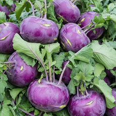 [농장직송] 제주산 특품 콜라비 밭에서 바로 온 아삭한 식감, 1박스, 2kg