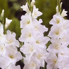 구근 글라디올러스 에센셜 1구(구근둘레12/14), 1개