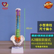 包郵!人體脊柱模型神經脊椎醫用正骨醫用骨骼教學骨架仿真可拆卸小白人體模型 教学 模型 穴位 關節骨架 模具, 1個, A2款40cm彩色座式（小）