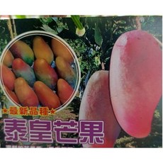霏霏園藝 泰皇芒果成樹 美植袋 易移植 成樹 特價, 1個