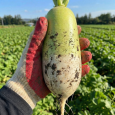 제철수확 아삭달큰 제주 월동 세척무, 1박스, 7kg
