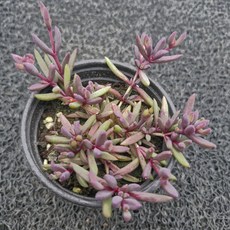 봄의정원 데저트댄서레드(자엽 송엽국), 1개, 계절에 따라 변함