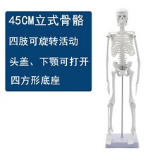 해부학뼈 병우너 장식 모델 뼈 장기 전신 척추 교육용 동물 인체모형 모형 선물, 1. 미니 45CM 뼈, 1개