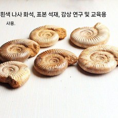 암모나이트 화석 교구 장식 수집품 고생물 표본, 약 6-8cm/1개, 1개
