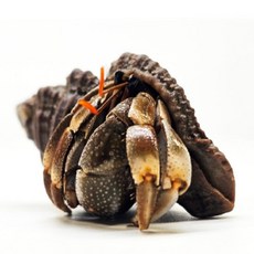 생생한 바이오소라게, 1개, 갈색