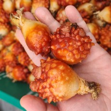 국내산 멍게 피멍게 특품, 1박스, 1kg (5-10미) 생물