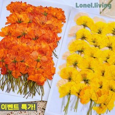 제니앤굿즈 만들기 공예 코랄레드 압화 드라이플라워 8EA 꽃잎 말린꽃 장식 부케 재료