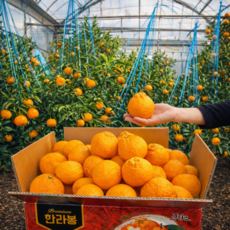 다사모농장 저농약 한라봉 천혜향 5kg 대용량, 1개, 10, 저농약 노지 한라봉 10kg 소과 45과 전후