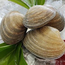 통영애찬 싱싱대합(개조개)1kg(5~10미내외), 1kg, 1봉