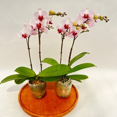 호접란 리틀잼 쌍대 2개발송 서양란 꽃 장기개화 실내화초 제이팜, 1세트