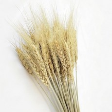 原色麥穗35支裝 - 自然乾燥花材，居家裝飾，田園風格，DIY花藝素材, 原色