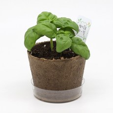 팜팜농장 스위트바질 씨앗 식물 키우기 심기 모종 재배키트 어린이 원예체험