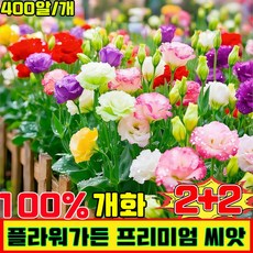 노지 월동 다년생 꽃 씨앗 플라워가든 프리미엄 씨앗 4계절 꽃 씨앗 혼합 꽃씨앗 노지 월동 야생화 봄꽃 씨앗 식물은 천연 공기 여과기 사계절 개화, 4개