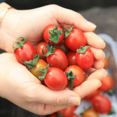 국내산 스테비아 방울토마토 생과 일반향 망고향 한라봉향 스테비아토마토 방울, 1박스, 망고향 500g x 1팩